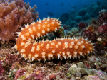 Holothuria (Mertensiothuria) hilla Schlanke Warzenseewalze, Tigerschwanz-Seewalze